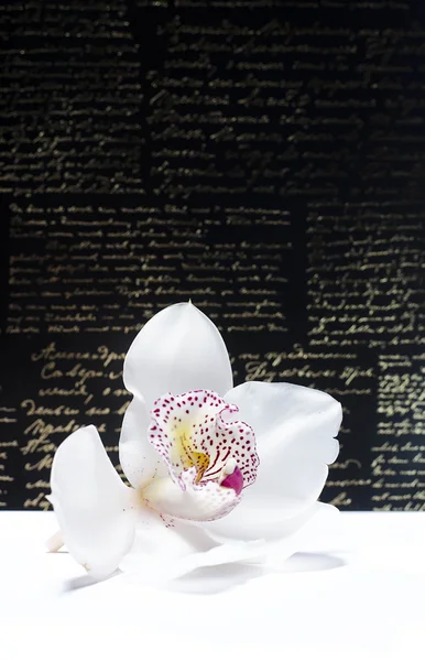 Krásná orchidej květina — Stock fotografie