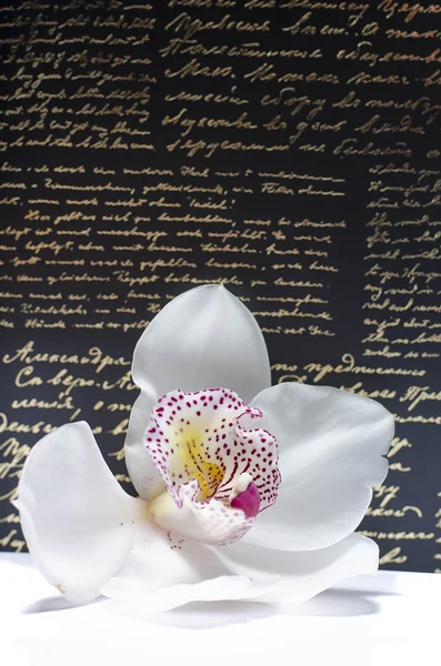 Beautiful orchid flower — Stock Photo, Image