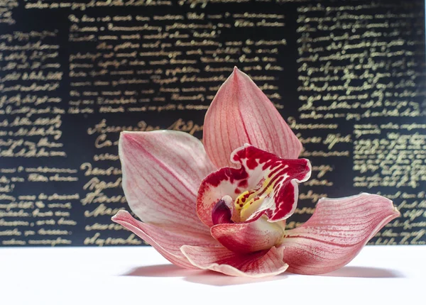 Beautiful orchid flower — Stock Photo, Image