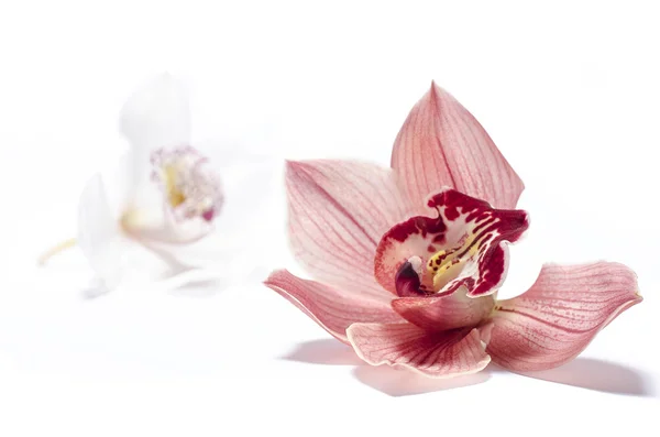 Bellissimo fiore di orchidea — Foto Stock