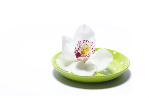Bellissimo fiore di orchidea con tazza di tè — Foto Stock