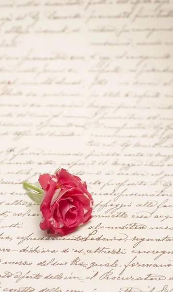 美丽的花玫瑰 — 图库照片