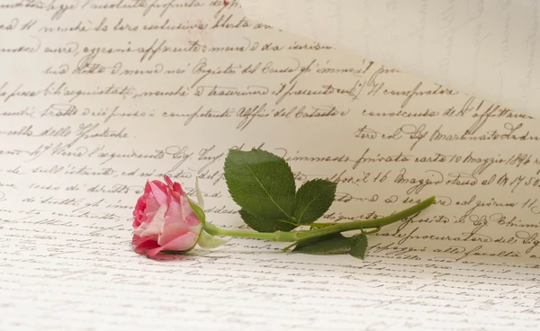 美丽的花玫瑰 免版税图库照片