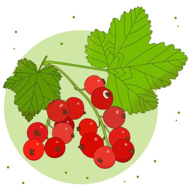 Yapraklı bir dalda frenk üzümü. Yaz hasadı. Menüler, ambalajlar, kozmetik ürünler ve gıda ürünleri için. Görüntü.