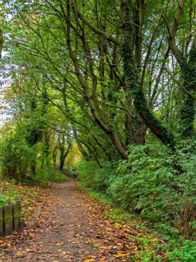 İngiltere, York yakınlarında Trans Pennine Patikası 'nın ağaç sıralı bölümü.