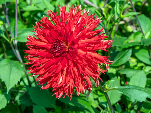 Large frilly red Dahlia bloom in a garden — Stock Photo, Image