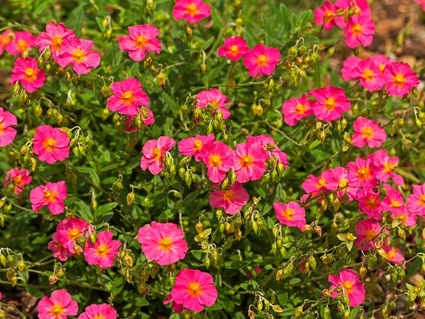 Rocha rosa rosa flores, Helianthemum Ben Hope — Fotografia de Stock