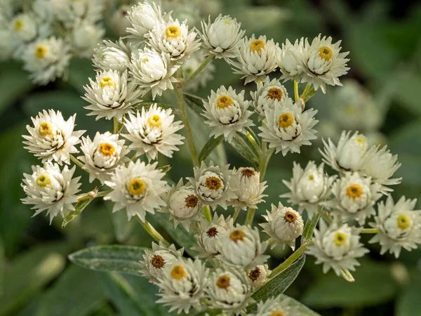 Flori albe și muguri de Anaphalis nepalensis — Fotografie, imagine de stoc