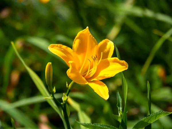 Gün ışığında Hemerocallis çiçeği, Aten çeşitliliği — Stok fotoğraf