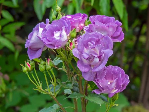 Rapsodia en rosa azul florece en un jardín — Foto de Stock