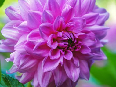 Güzel pembe bir Dahlia çiçeğinin yakın çekimi.