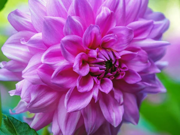 Fechar-se de uma bela rosa flor roxa Dahlia — Fotografia de Stock