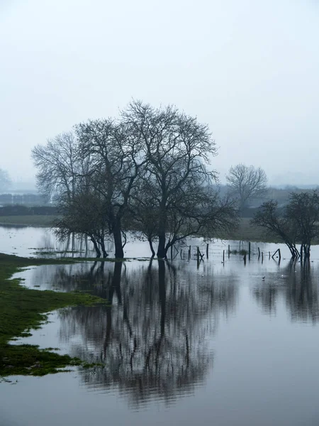 Winter trees reflected in a flooded field near York, England — Stock Photo, Image