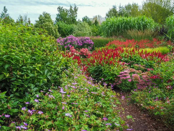 Colourful flowers in a late summer garden — Stock Image Colourful flowers in a late summer garden Stock Picture