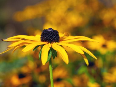Bahçedeki tek bir Rudbeckia koni çiçeğine odaklan