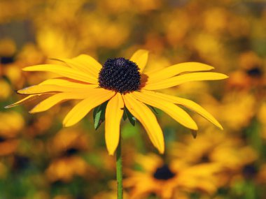 Bahçedeki tek bir Rudbeckia koni çiçeğine odaklan