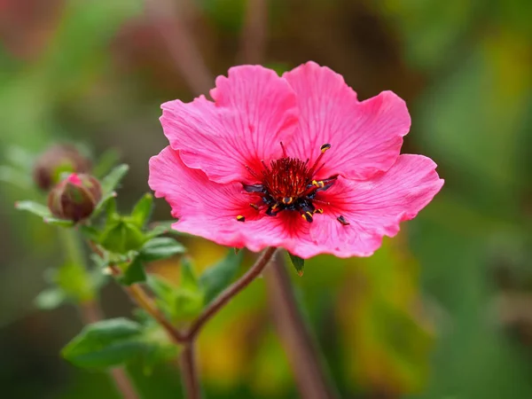 Flor de folha de cinzas rosa, Potentilla nepalensis Miss Willmott — Fotografia de Stock