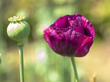 Mor gelincik çiçeği ve tohum kapsülü yakın plan