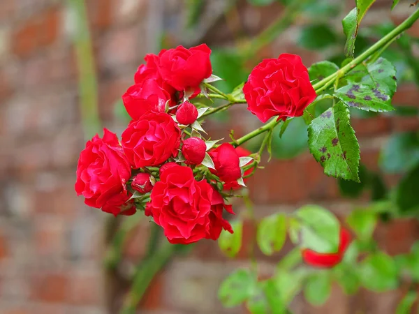Wspinanie się na czerwone róże kwitnące pod ceglaną ścianą — Zdjęcie stockowe