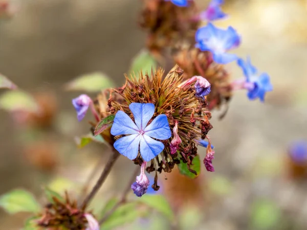 Pequenas flores azuis finais de Ceratostigma plumbaginoides, plumbago chinês — Fotografia de Stock