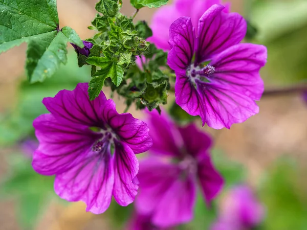 Lindas flores e folhas de malva roxo, Malva sylvestris — Fotografia de Stock