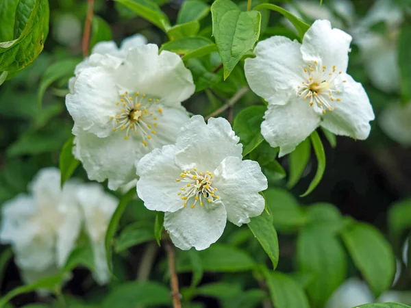 Dulce flor de azahar simulada en un arbusto de Philadelphus — Foto de Stock