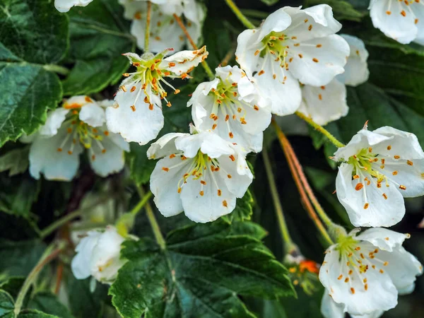 Biały kwiat wiosny na krzewie głogu — Zdjęcie stockowe