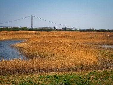 Reed beds at Far Ings Nature Reserve, North Lincolnshire, with a view of the Humber Bridge