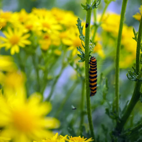 朱砂蛾在其食用植物上的毛虫 — 图库照片