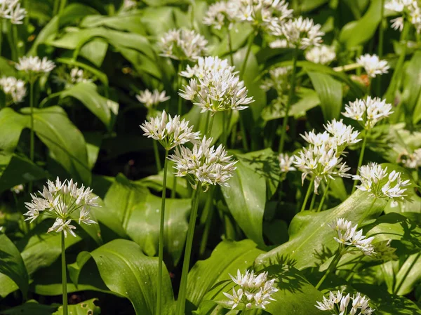 Pretty white flowers and green leaves of wild garlic — Stock Photo, Image