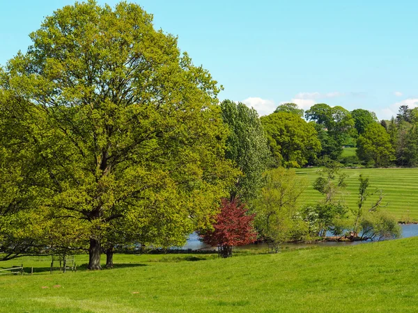 Bäume und der Rand eines Sees in einem grünen Park — Stockfoto