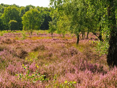 Heather Skipwith Common, North Yorkshire, İngiltere 'de çiçek açıyor.