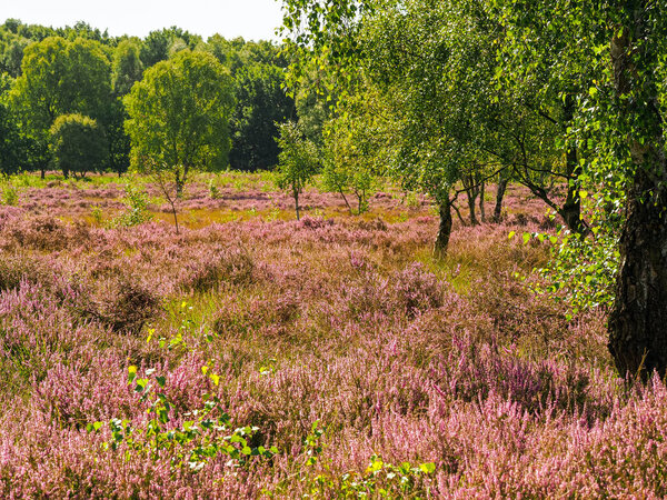 Heather flowering at Skipwith Common, North Yorkshire, England