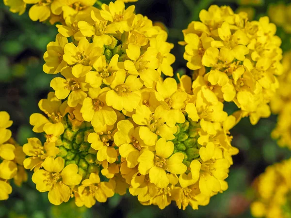 Flores amarillas de canasta de oro, Aurinia saxatilis, de arriba —  Fotos de Stock