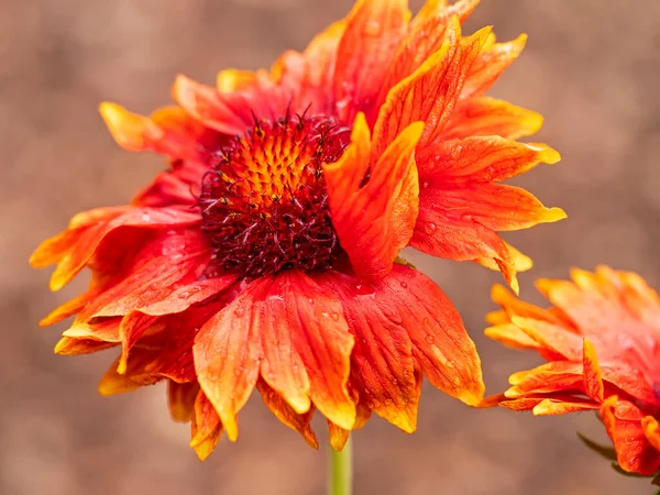 Closeup de uma bela flor manta Gaillardia grandiflora — Fotografia de Stock