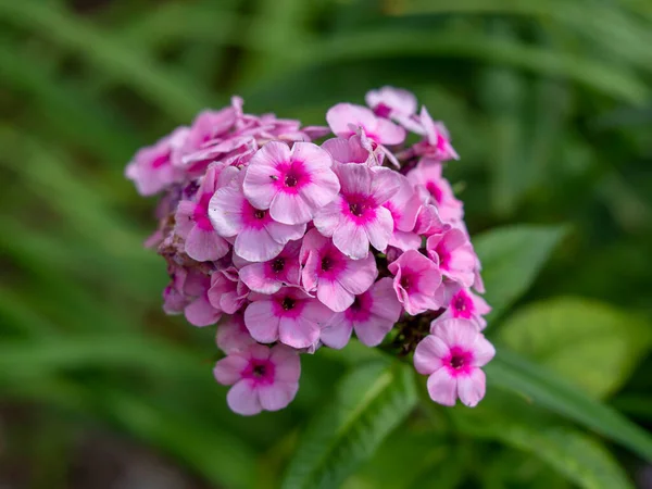 Ganska rosa Phlox paniculata blommor i en trädgård — Stockfoto