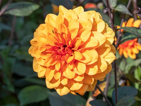 Fechar-se de uma bela flor dupla laranja Dahlia — Fotografia de Stock