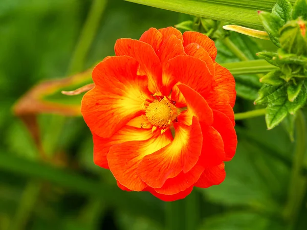 Güzel çift Potentilla William Rollison Cinquefoil çiçeği — Stok fotoğraf