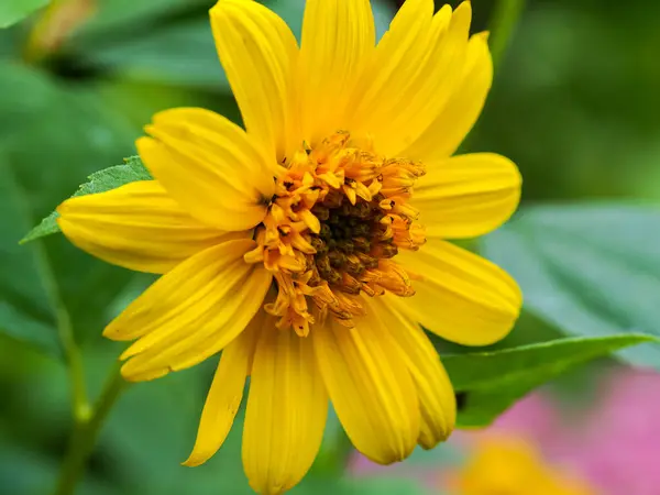 Fechar de um girassol de folhas estreitas, Helianthus angustifolius — Fotografia de Stock