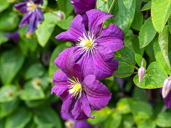 Красивые фиолетовые цветы Клематис и зеленые листья — стоковое фото
