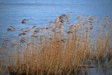 Rüzgarda esen sazlıklar bir gölün yanında