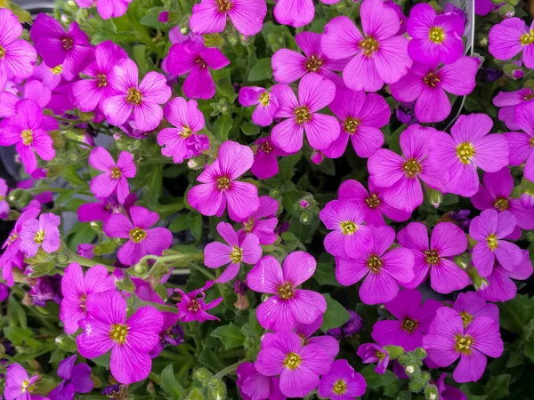 Söt Aubretia lila rock krasse blommor närbild — Stockfoto
