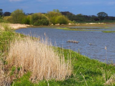 Wheldrake Ings, Kuzey Yorkshire, İngiltere 'de sel basmış çayır