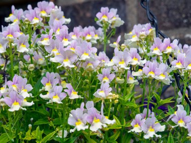 Küçük Nemesia çiçekleri, çeşitli Paskalya şapkaları.