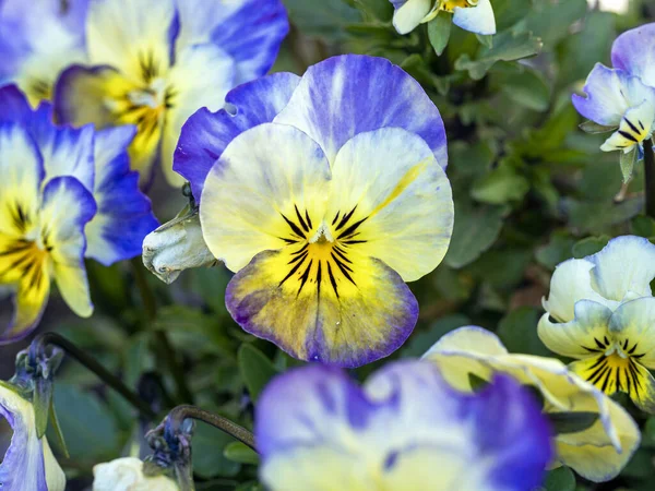 Closeup Pretty Little Purple Yellow Violet Flowers Garden Spring — Stock Photo, Image