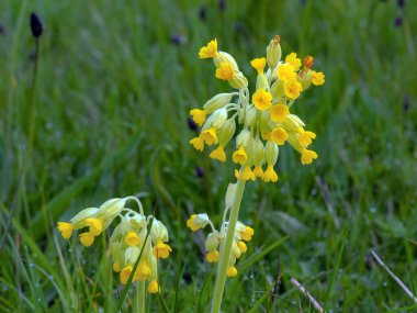İnekkaydı, Primula veris, yeşil bir çayırda yetişiyor.