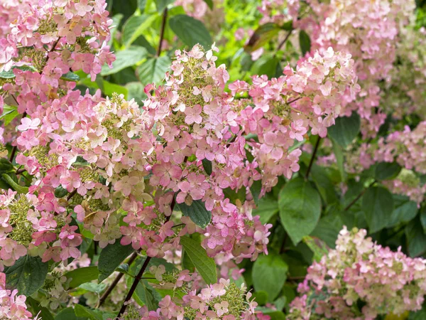 Досить рожеві квіти на кущі панікурата Гідранжа — стокове фото