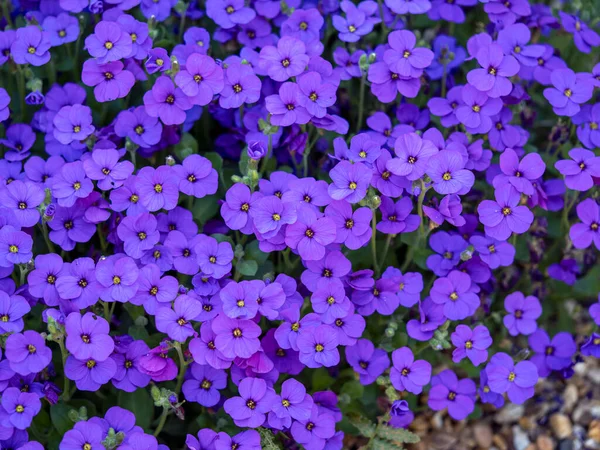 정원에 있는 예쁜 자주색아우 브레 티아 꽃 덩어리 — 스톡 사진