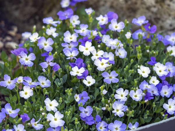 Blå och vita Aubrieta blommor i en trädgård — Stockfoto