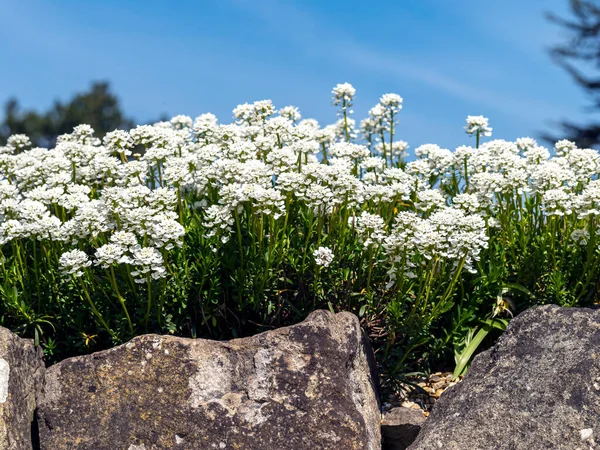 Evergreen candytuft flori într-o grădină de rock — Fotografie, imagine de stoc